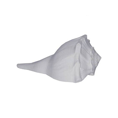 DHarmik Dakshinavarti Laxmi Sacred Shankh  (White)