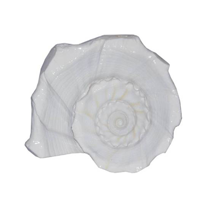 DHarmik Dakshinavarti Laxmi Sacred Shankh  (White)