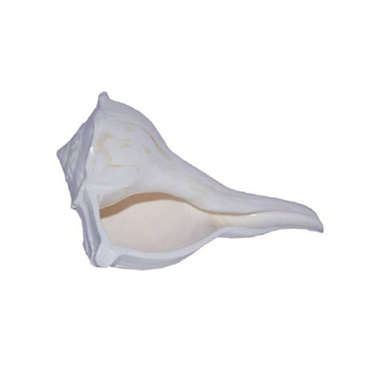 DHarmik Dakshinavarti Laxmi Sacred Shankh  (White)